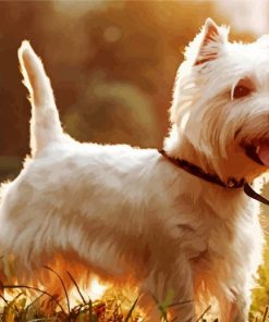 West Highland Terrier Dog paint by number