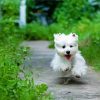 West Highland Terrier Dog Running paint by number