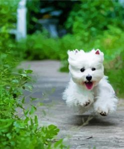 West Highland Terrier Dog Running paint by number