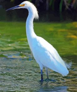 White Herron paint by number