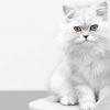 White Persian Kitten paint by number