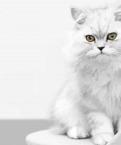 White Persian Kitten paint by number