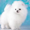 White Fluffy Puppy paint by number