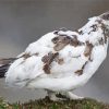 White Ptarmigan Bird paint by numbers