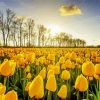 Yellow Tulips Flowers Field paint by number