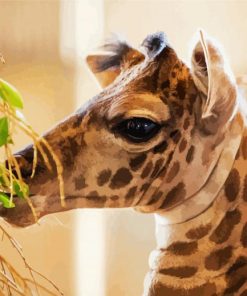 Cute Baby Giraffe paint by number