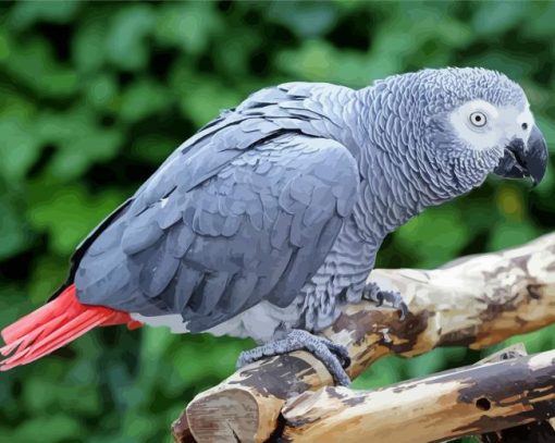 African Grey Parrot paint by number