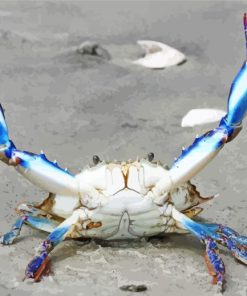 Beautiful Blue Crab paint by number