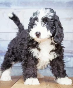 Bernedoodle Puppy paint by number