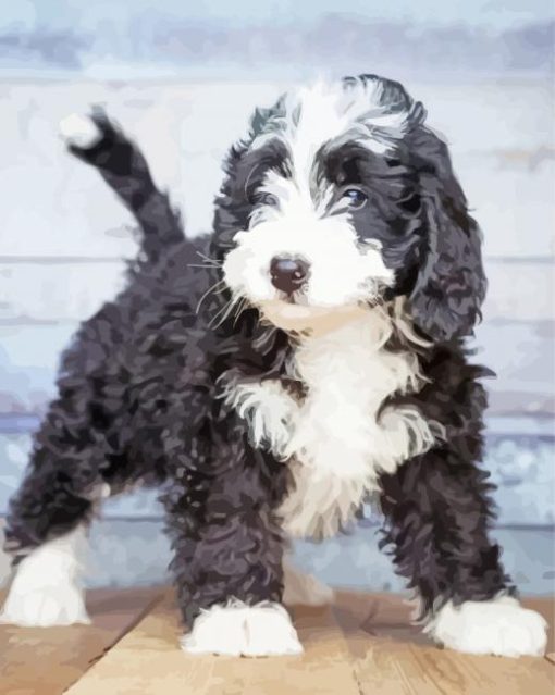 Bernedoodle Puppy paint by number