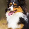 Breed Dog paint by number