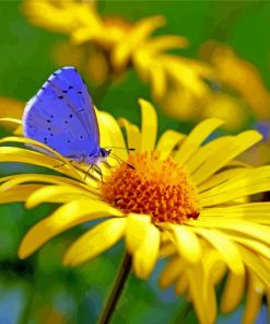 Butterfly And Yellow Flower paint by number