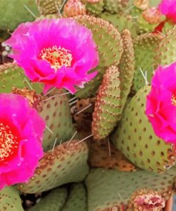 Cactus Plant With Pink Roses paint by number