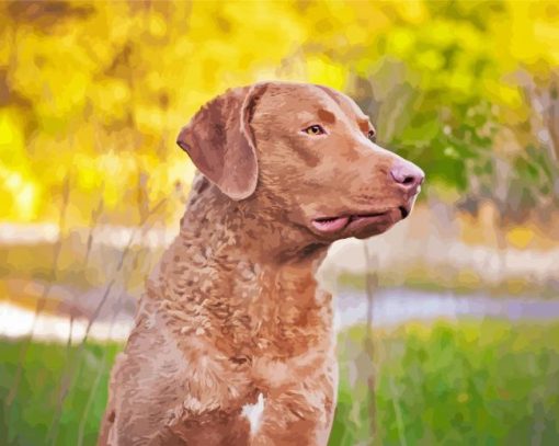 Chesapeake Bay Retriever paint by number