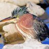 Close Up Green Heron paint by number