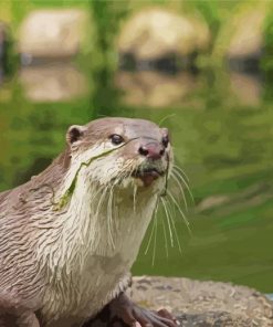 Cute Otter Animal paint by number