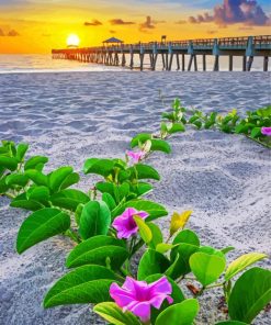 Flowers On Beach At Sunset paint by number