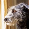 Grey Puppy Looking Out Window paint by number