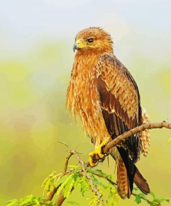 Indian Spotted Eagle Bird paint by number