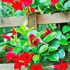 Mandevilla Red Flowers paint by number