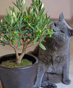 Olive Tree And Grey Cat paint by number