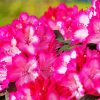 Pink Rhododendron Plants paint by number