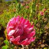 Proteas Flowering Plant paint by number