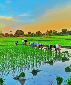 Rice Field Asia paint by number