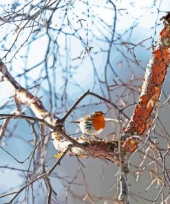 Robin In A Birch Bird paint by number