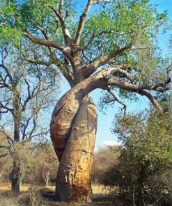 Twining Tree paint by number