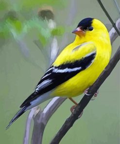 Yellow Finch Bird paint by number