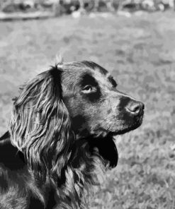 Black And White Boykin Spaniel paint by number