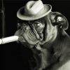 Black And White Pug With A Cigar paint by number