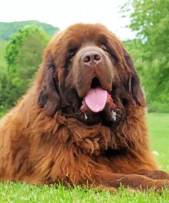 Brown Newfie Dog paint by number