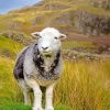 Herdwick Sheep paint by number