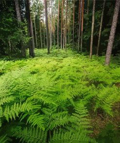 Ferns In Forest Nature paint by number