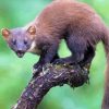 Mad Marten Animal paint by number