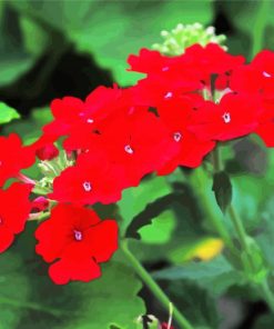 Red Verbena Flowering Plant paint by number