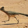Roadrunner Bird paint by number