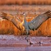 Sandhill Crane paint by number