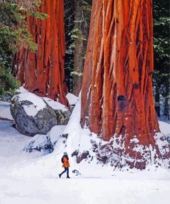 Snowy California Redwoods paint by number