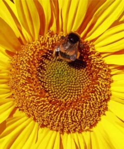 Sunflowers Bee paint by number