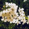 White Flowering Tree paint by number