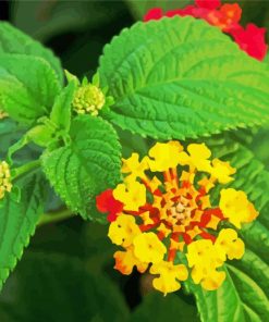 Yellow Lantanas Flowers paint by number