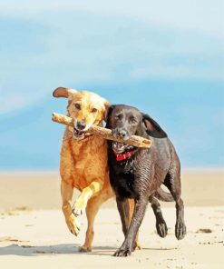 Dogs Playing On Beach paint by number