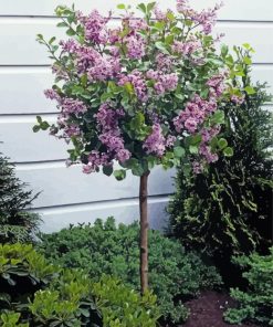 Lilac Tree paint by number