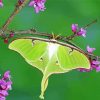 Luna Moth On Branch paint by number