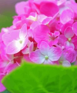 Pink Hydrangeas paint by number