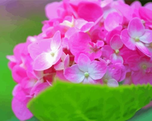 Pink Hydrangeas paint by number