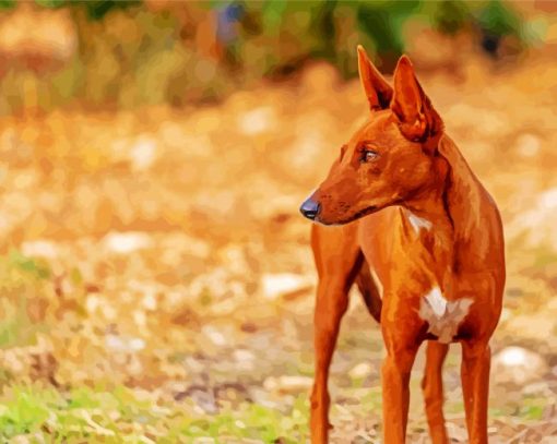 Podenco Dog Animal paint by number